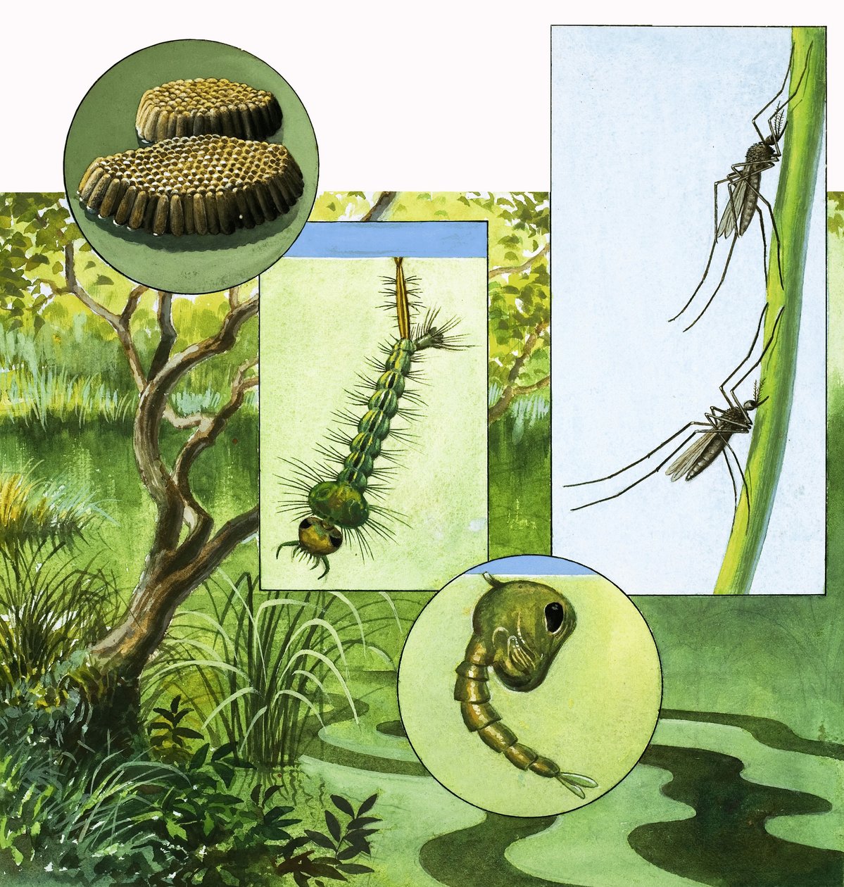 Ciclo de vida do mosquito de R.B. Davis