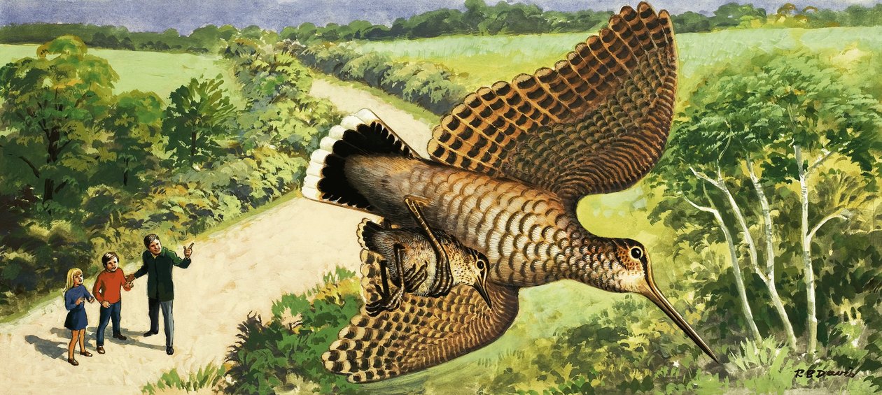Observar a natureza: A galinhola de R.B. Davis