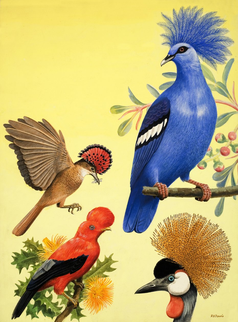 O país das maravilhas da natureza: Aves com Coroas de R.B. Davis