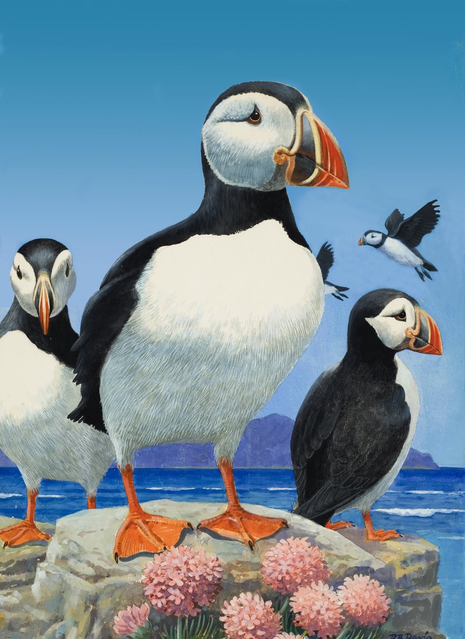 Puffins (guache sobre papel) de R.B. Davis