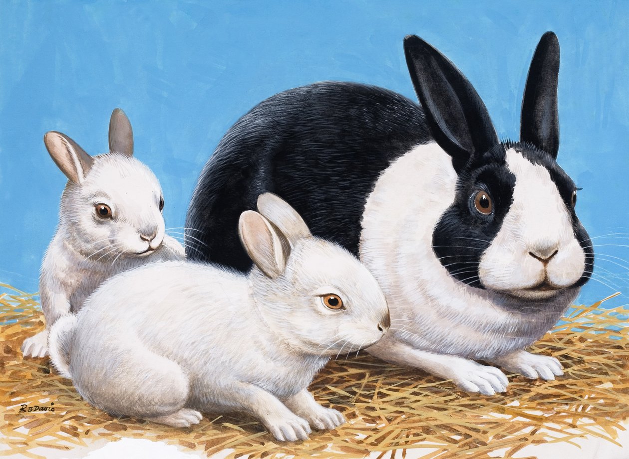 Coelhos (guache sobre papel) de R.B. Davis