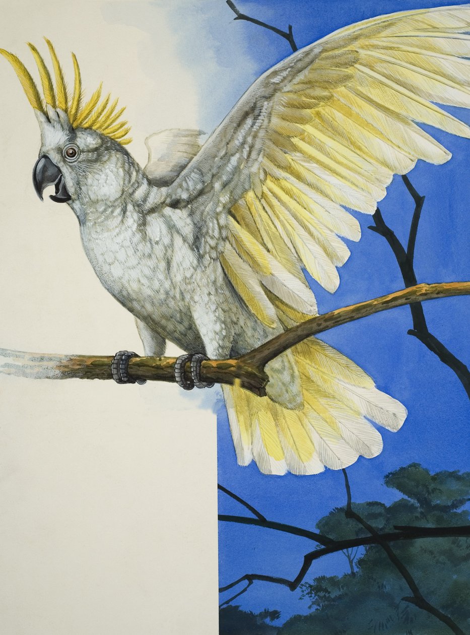 Catatua de crista de enxofre (guache sobre papel) de R.B. Davis