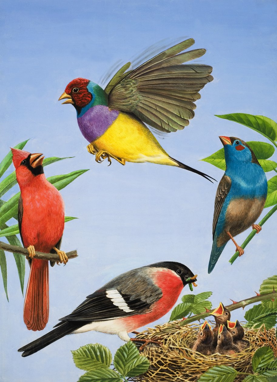 Aves tropicais (guache sobre papel) de R.B. Davis