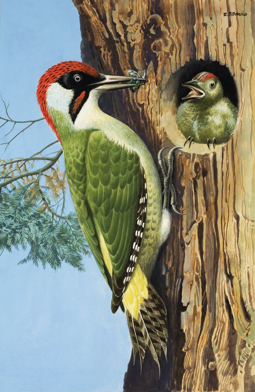 Pica-pau (guache sobre papel) de R.B. Davis