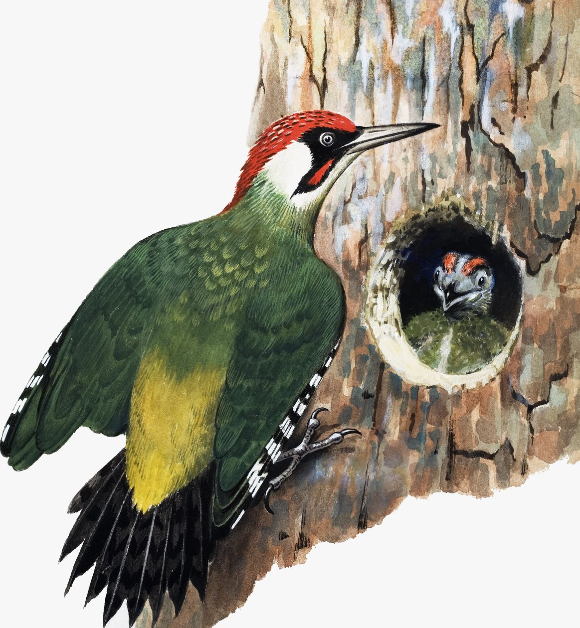Pica-pau e pintainho (guache sobre papel) de R.B. Davis