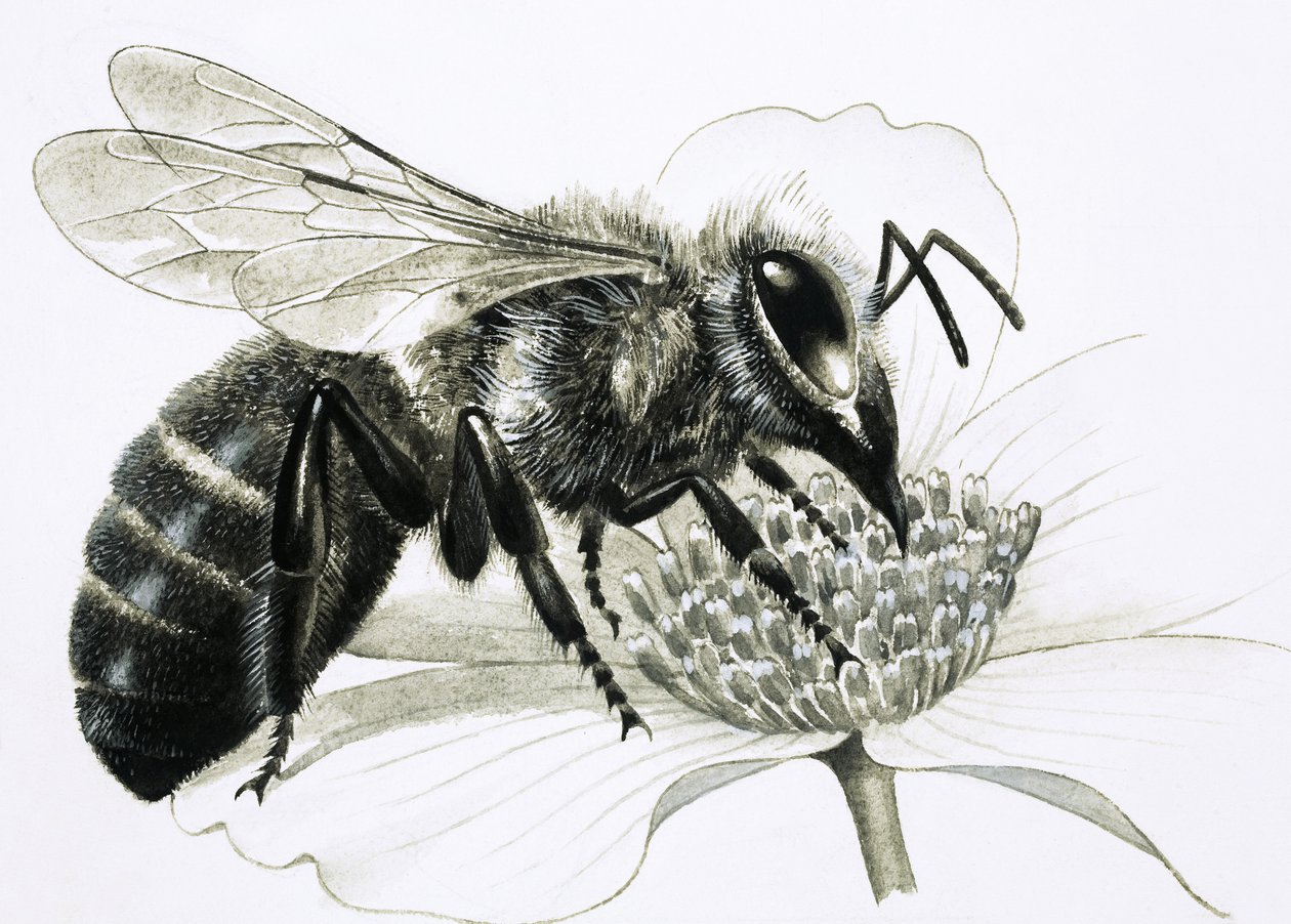 Abelha operária a recolher o néctar da flor de R.B. Davis