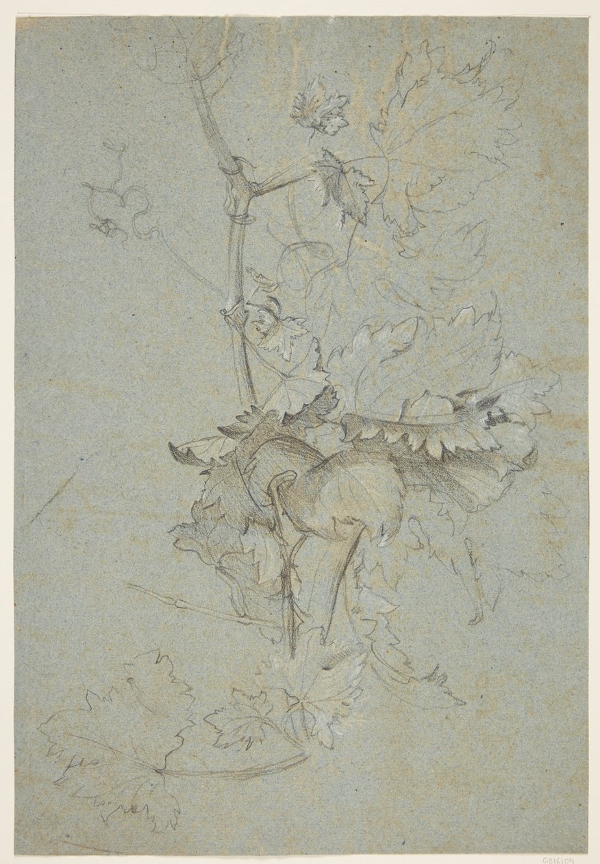 Estudo de plantas de Rachel Ruysch