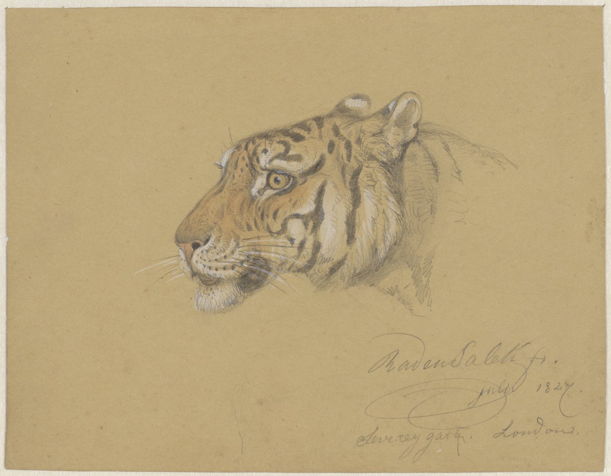 Cabeça de um tigre de Raden Sarief Bastaman Saleh
