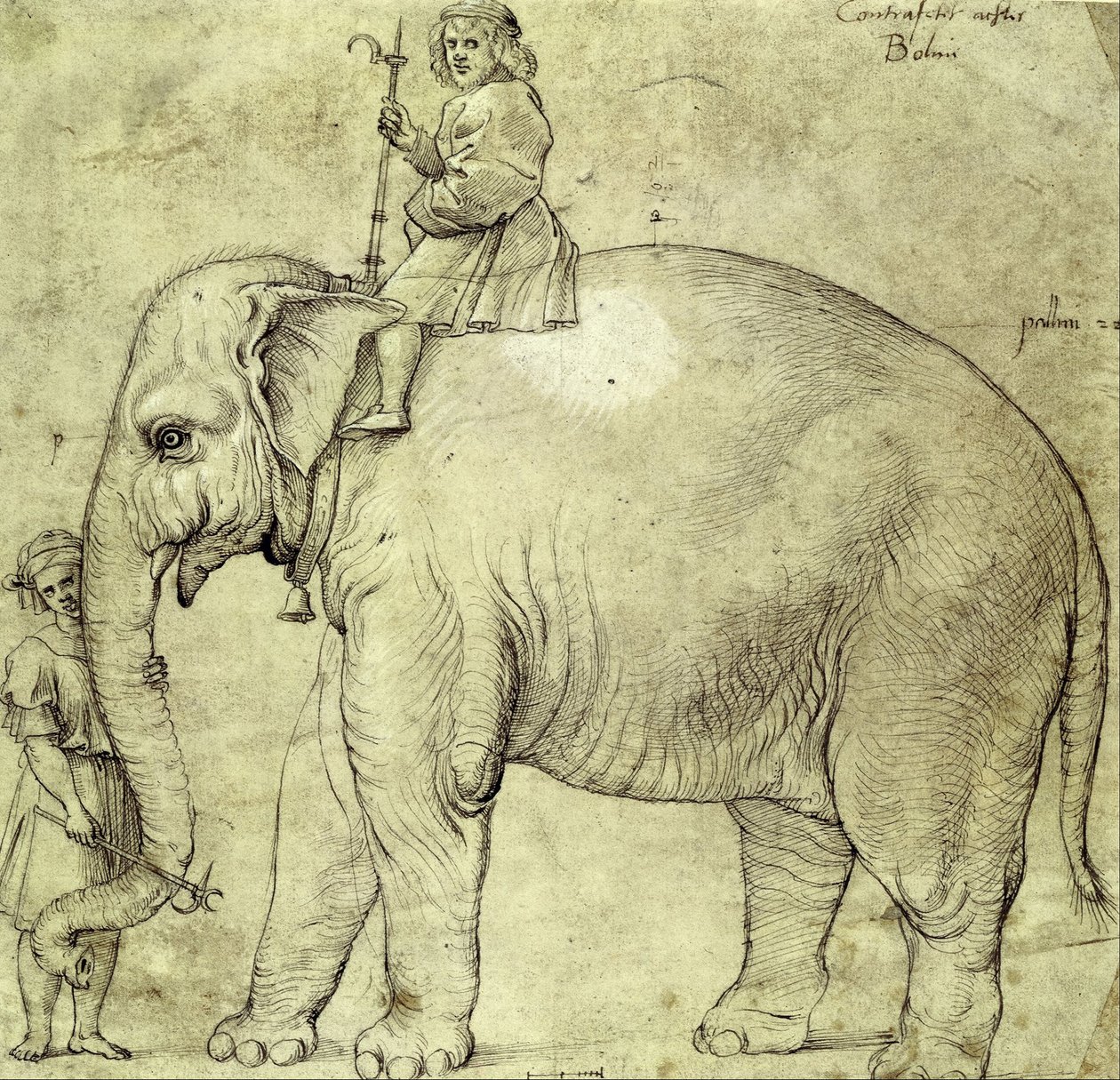 O elefante Hanno de Raffaello Sanzio Raphael