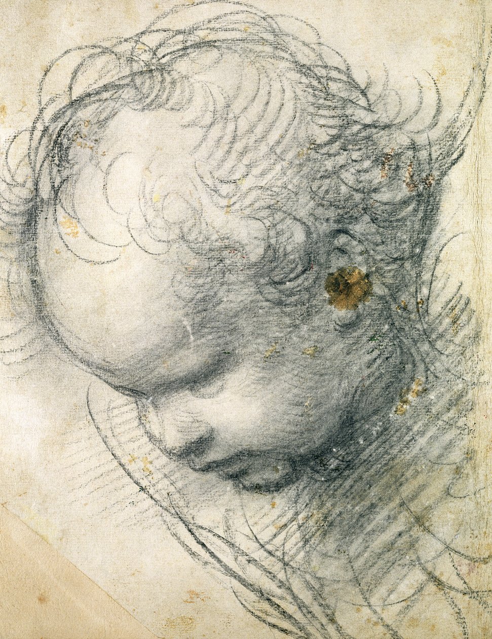 Cabeça de um querubim (giz preto e carvão sobre papel) de Raffaello Sanzio Raphael