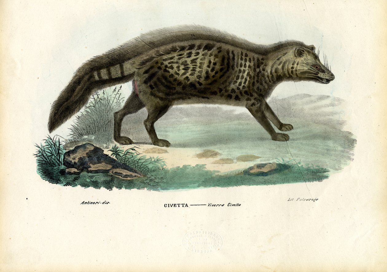 Civeta Africano, 1863-79 de Raimundo Petraroja