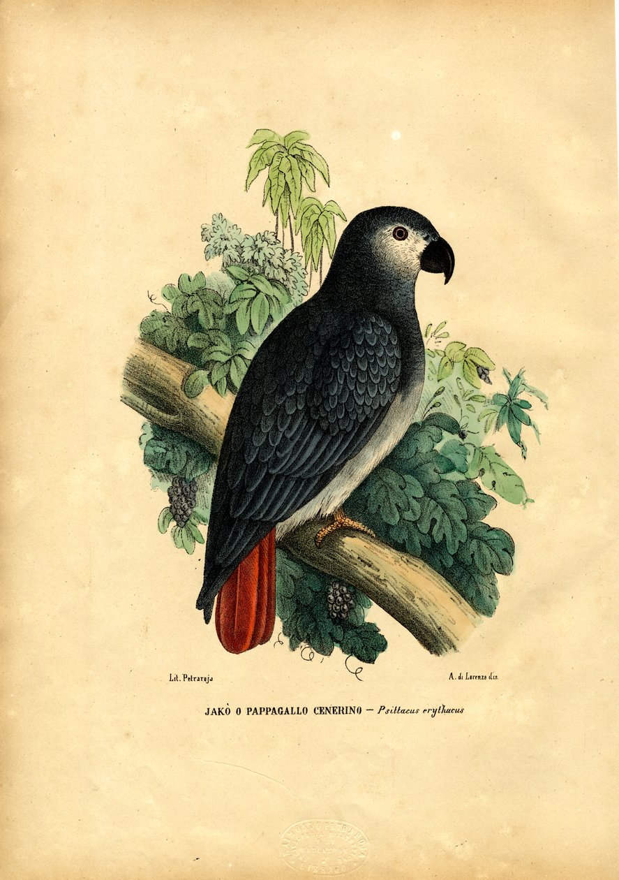 Papagaio cinzento africano, 1863-79 de Raimundo Petraroja