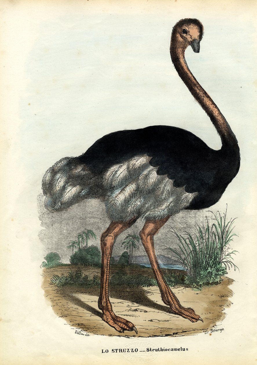 Avestruz Africana, 1863-79 de Raimundo Petraroja