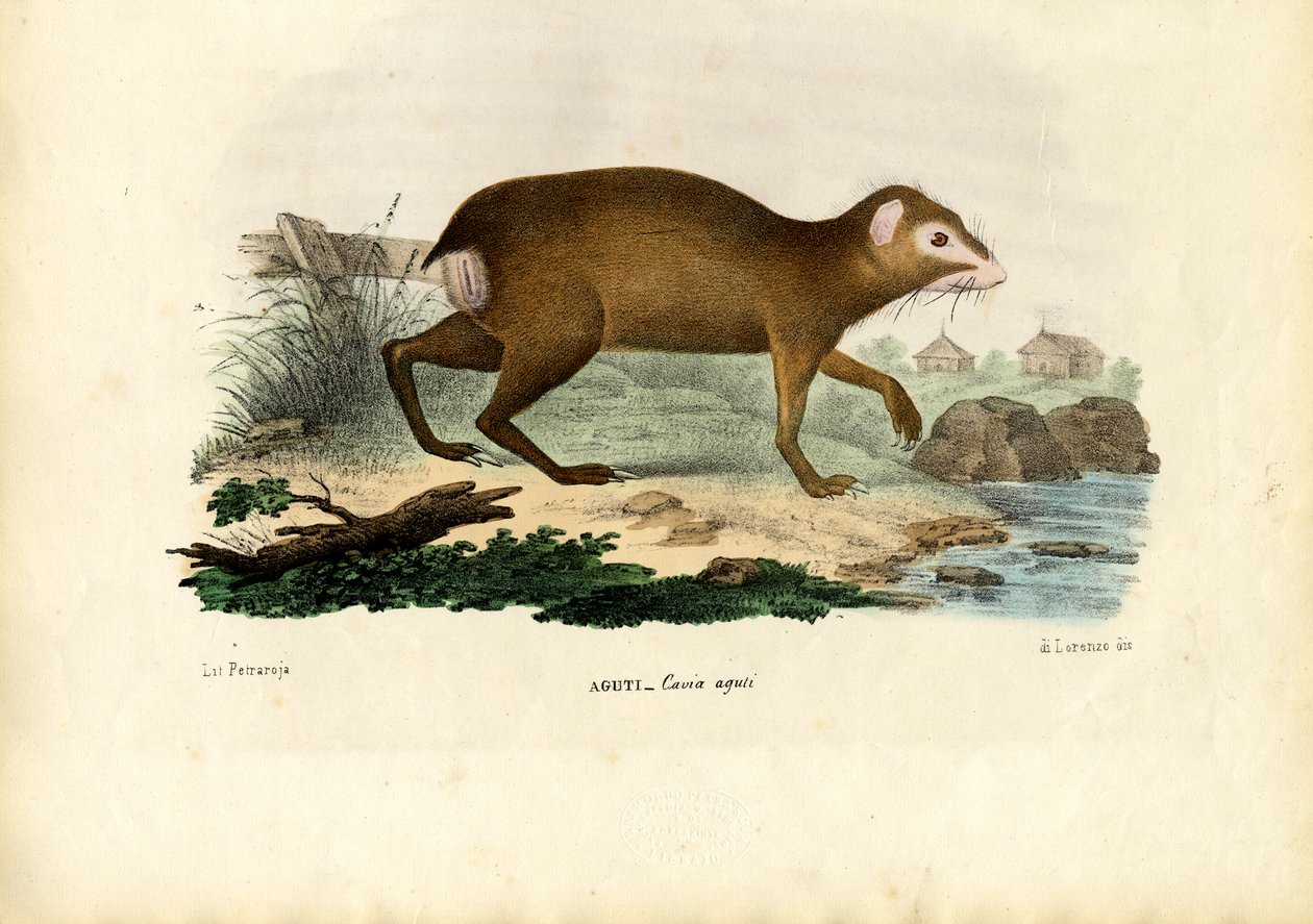 Agouti, 1863-79 de Raimundo Petraroja