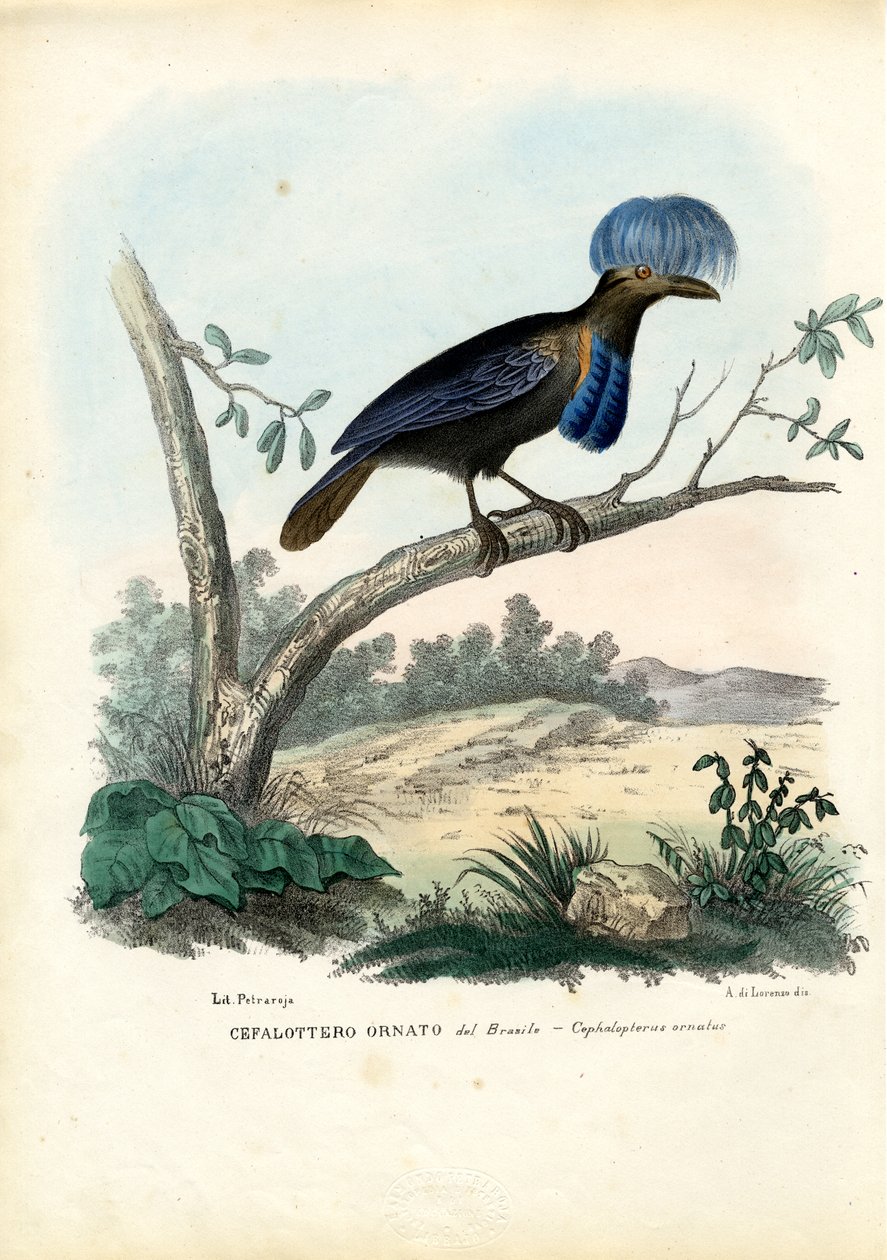 Guarda-chuva Amazônico, 1863-79 de Raimundo Petraroja