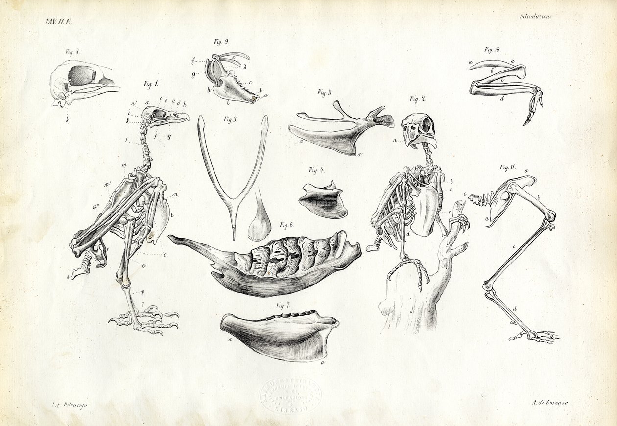 Anatomia, 1863-79 de Raimundo Petraroja