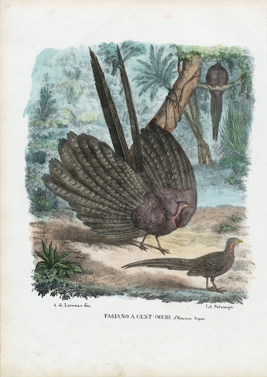 Argus Pheasant, 1863-79 de Raimundo Petraroja