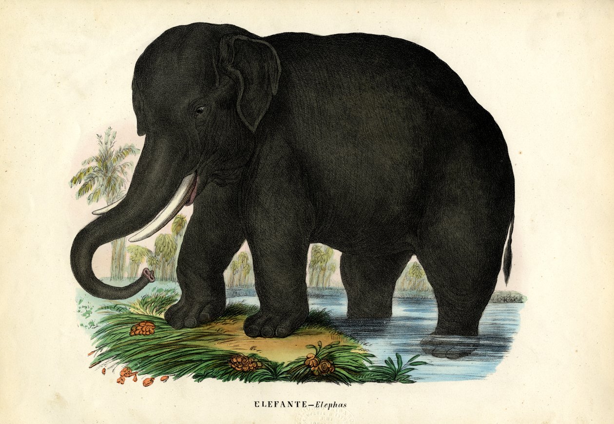 Elefante asiático, 1863-79 de Raimundo Petraroja