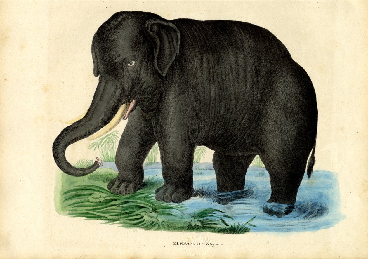 Elefante asiático, 1863-79 de Raimundo Petraroja