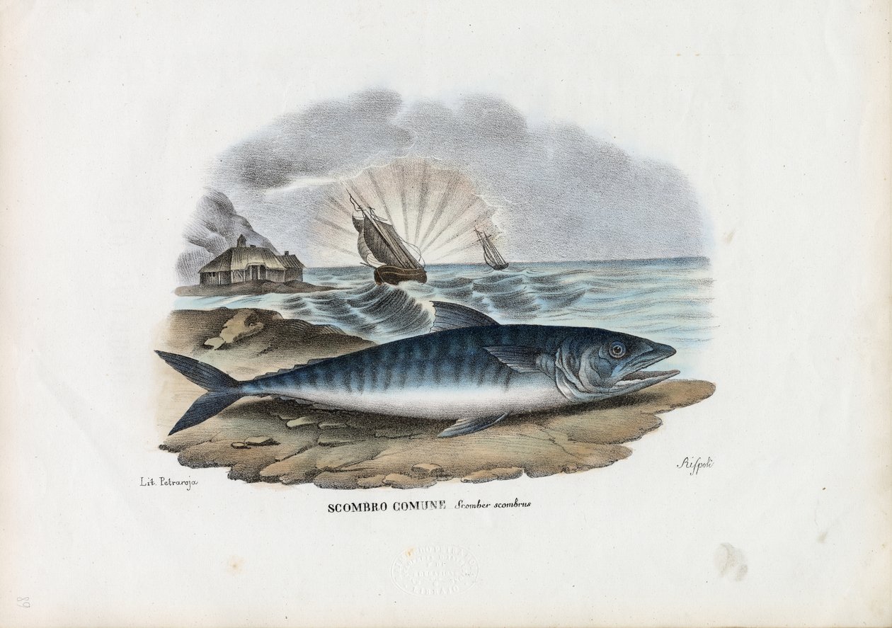 Sarda Atlântica, 1863-79 de Raimundo Petraroja