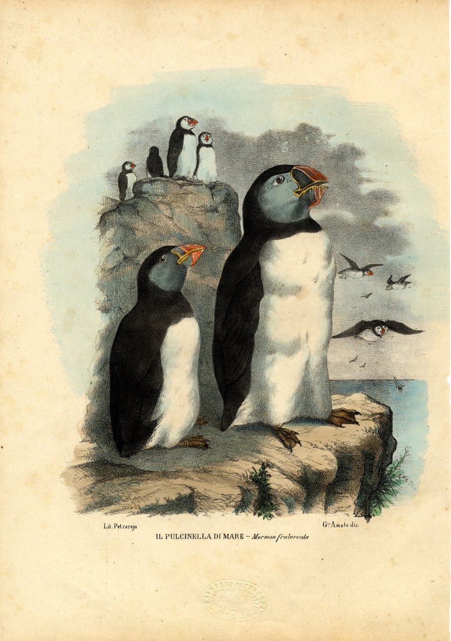 Papagaio-do-mar, 1863-79 de Raimundo Petraroja