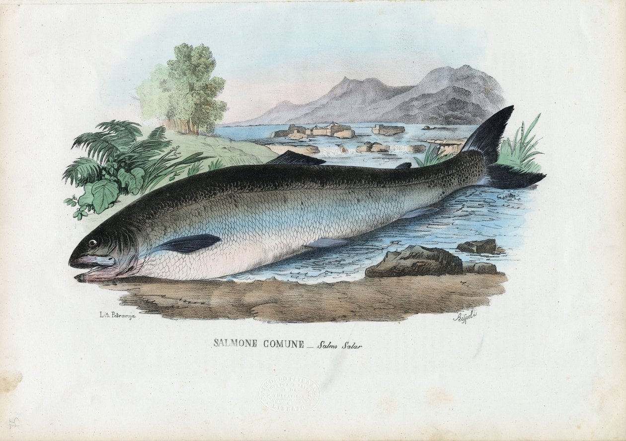 Salmão do Atlântico, 1863-79 de Raimundo Petraroja