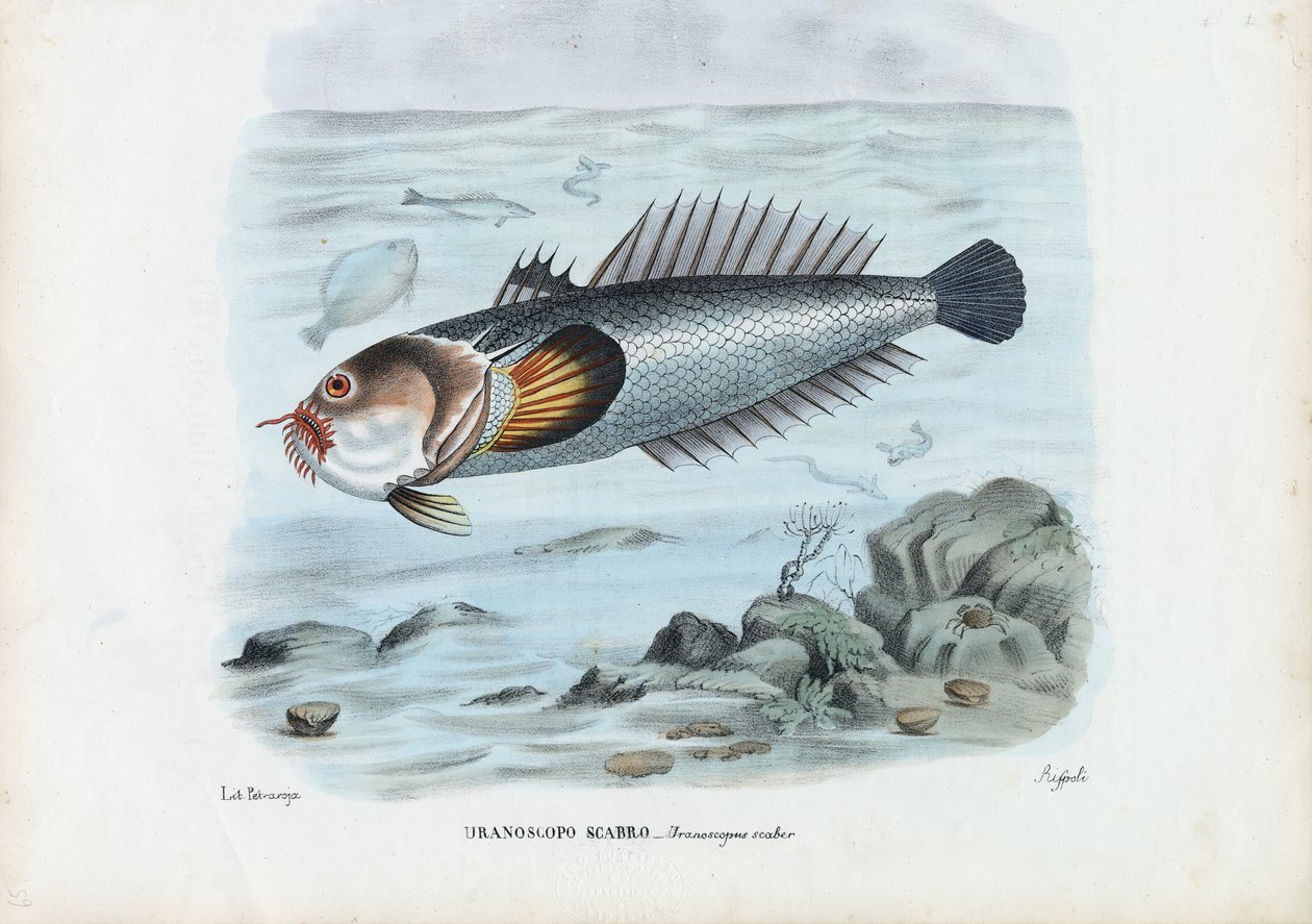Stargazer do Atlântico, 1863-79 de Raimundo Petraroja