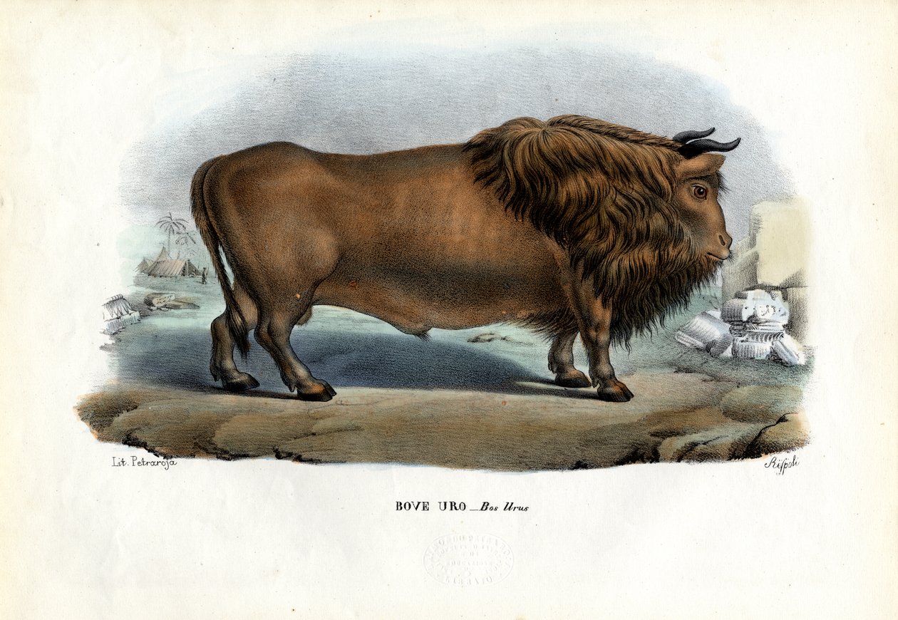 Aurochs, 1863-79 de Raimundo Petraroja