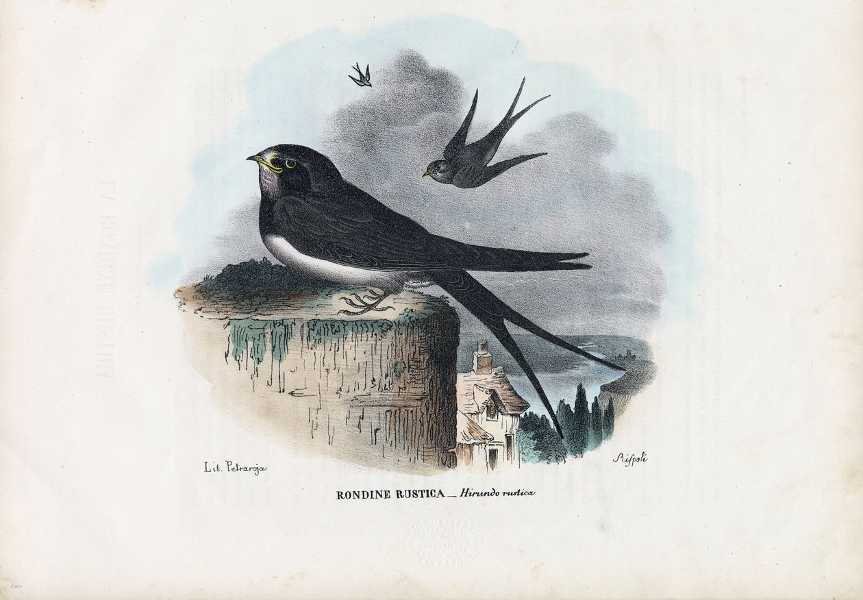 Andorinha de Celeiro, 1863-79 de Raimundo Petraroja