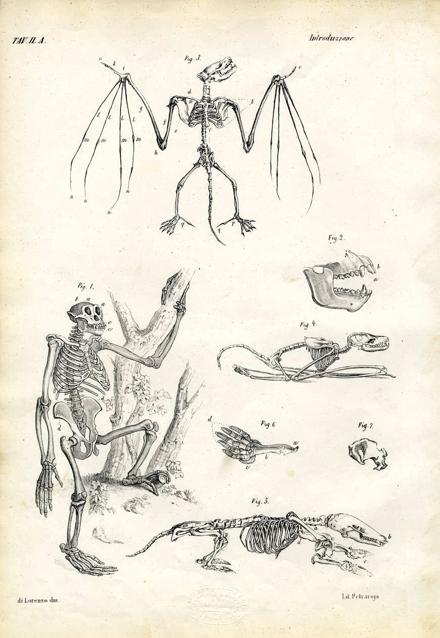 Morcego, 1863-79 de Raimundo Petraroja