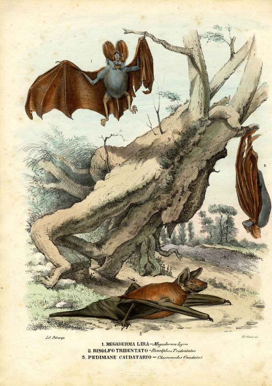 Morcegos, 1863-79 de Raimundo Petraroja