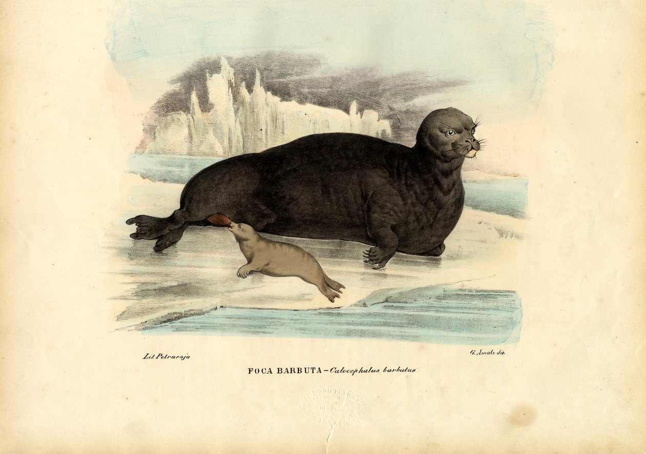 Selo Barbudo, 1863-79 de Raimundo Petraroja