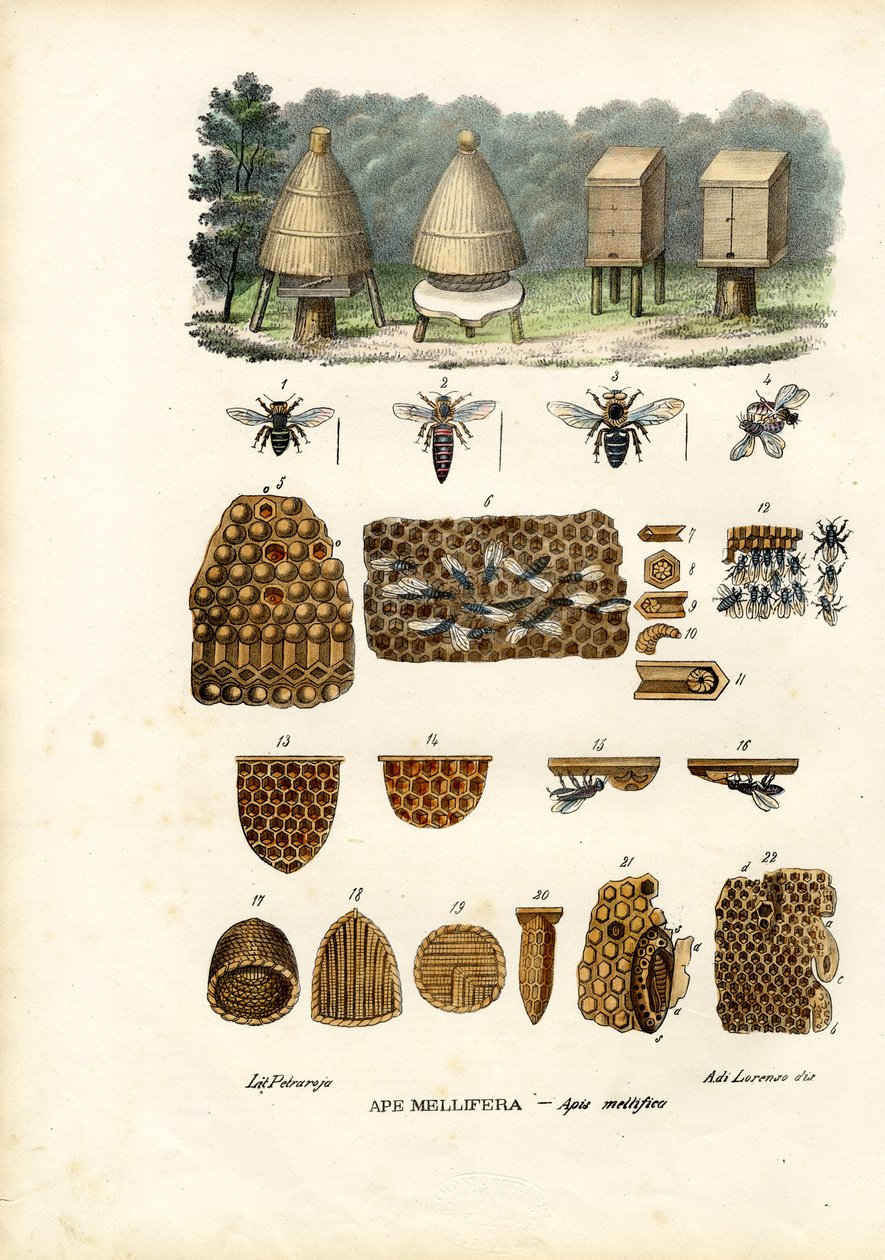 Abelhas, 1863-79 de Raimundo Petraroja