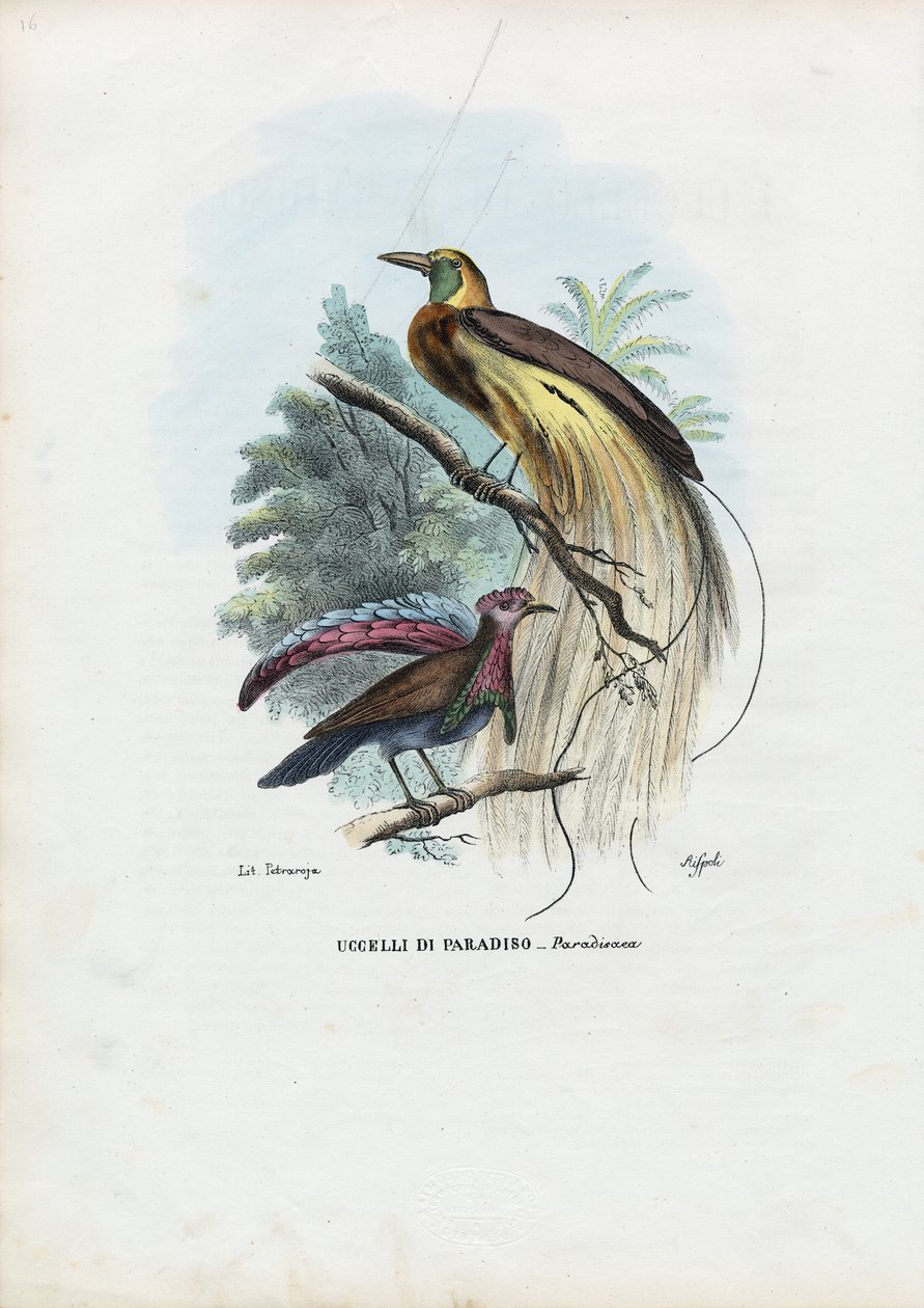 Ave do Paraíso, 1863-79 de Raimundo Petraroja