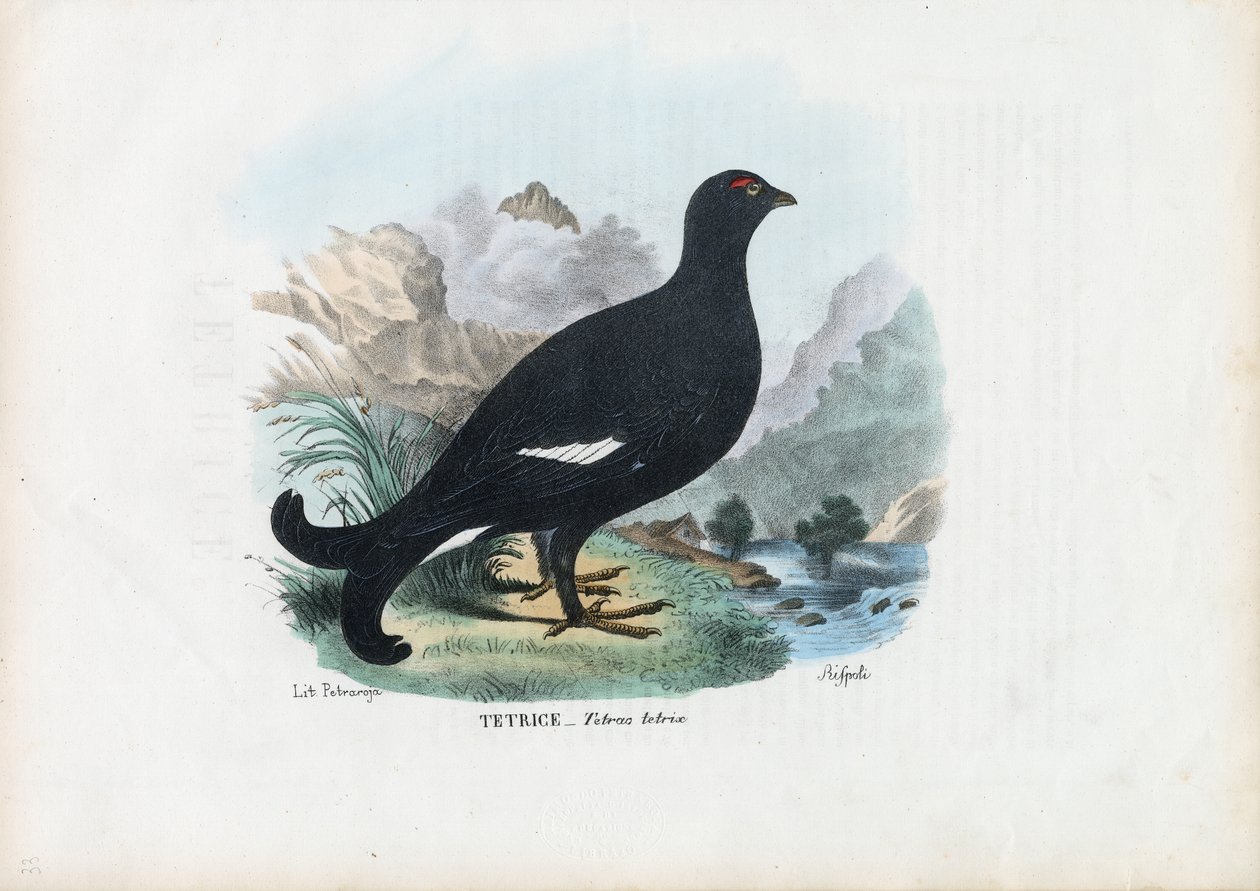 Black Grouse, 1863-79 de Raimundo Petraroja