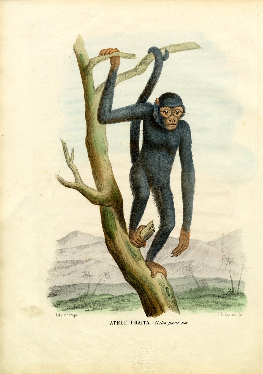 Macaco-Aranha Negro, 1863-79 de Raimundo Petraroja