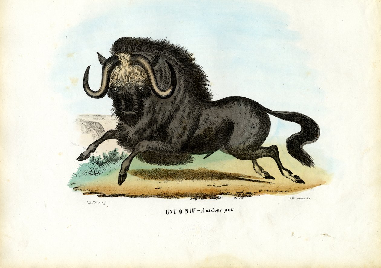 Gnu-preto, 1863-79 de Raimundo Petraroja