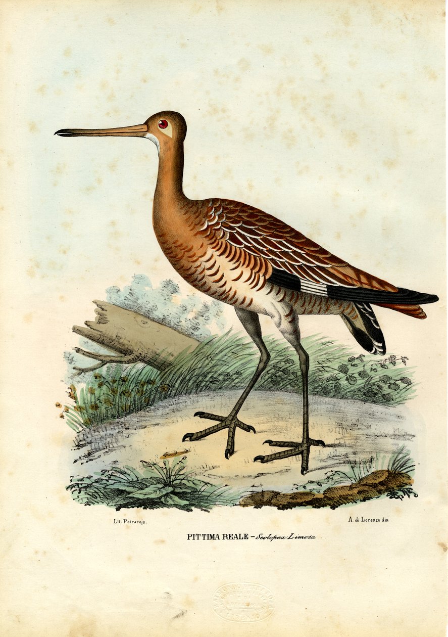 Maçarico-de-cauda-preta, 1863-79 de Raimundo Petraroja