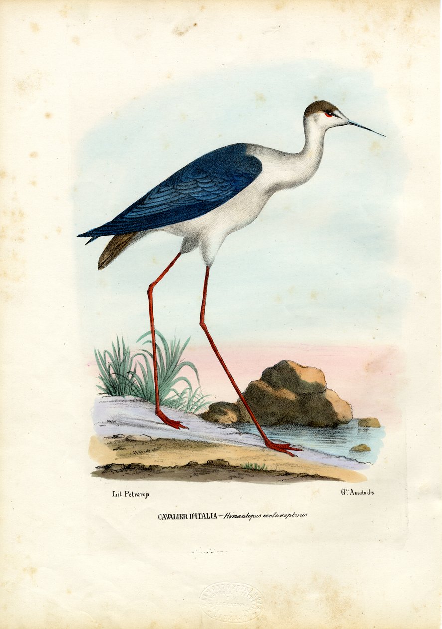 Pernilongo-de-asa-preta, 1863-79 de Raimundo Petraroja