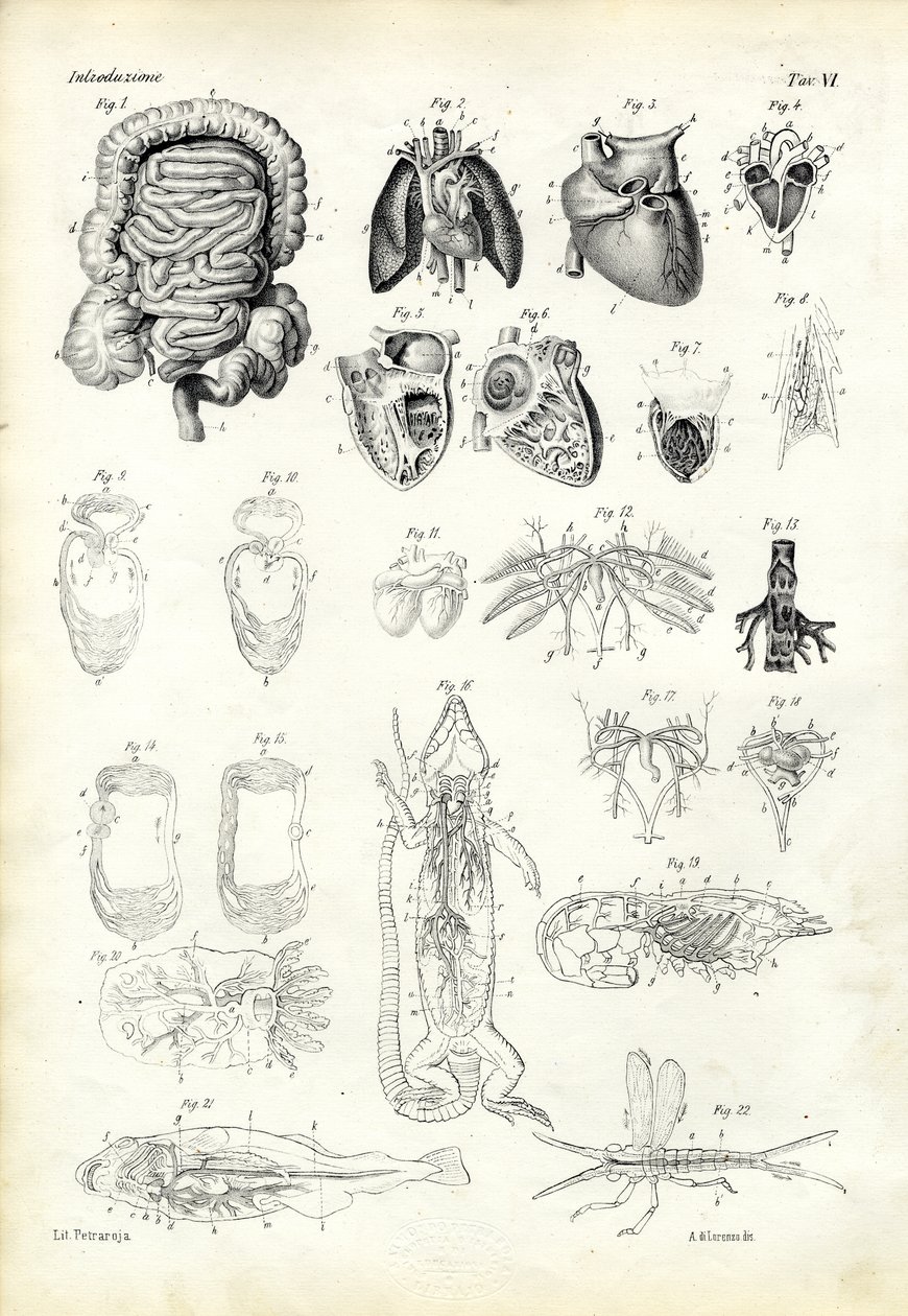 Sistema sanguíneo, 1863-79 de Raimundo Petraroja
