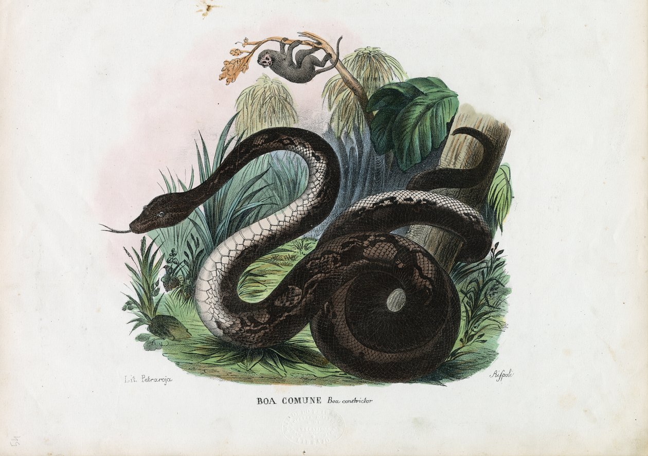 Boa Constrictor, 1863-79  de Raimundo Petraroja