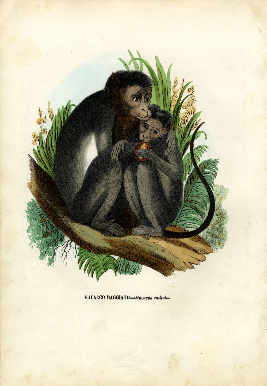 Bonnet Monkey, 1863-79 de Raimundo Petraroja
