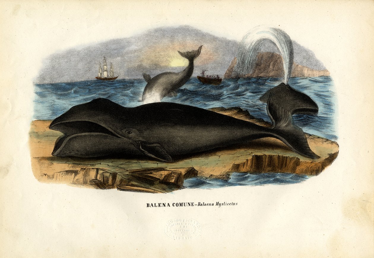 Baleia-brava, 1863-79 de Raimundo Petraroja