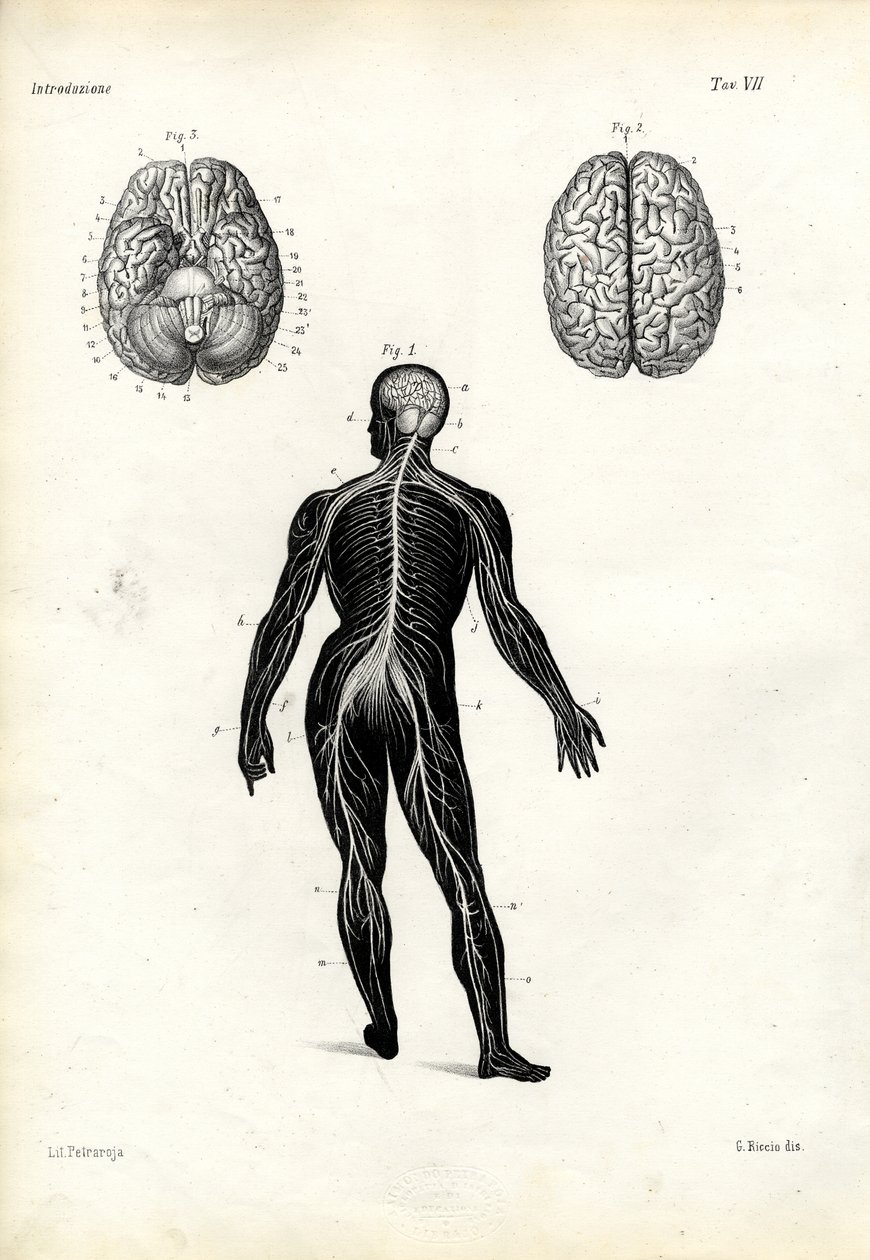 Cérebro, 1863-79 de Raimundo Petraroja