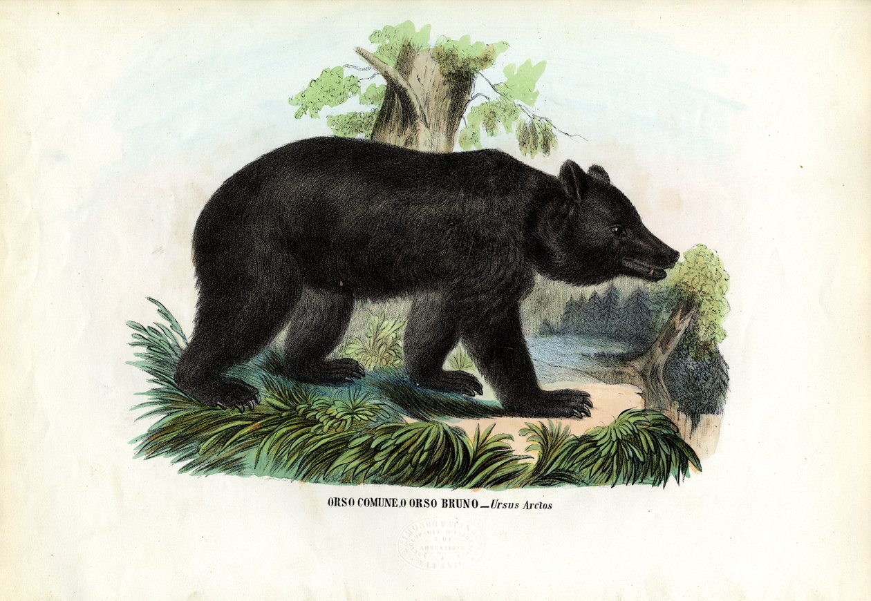 Urso Marrom, 1863-79 de Raimundo Petraroja