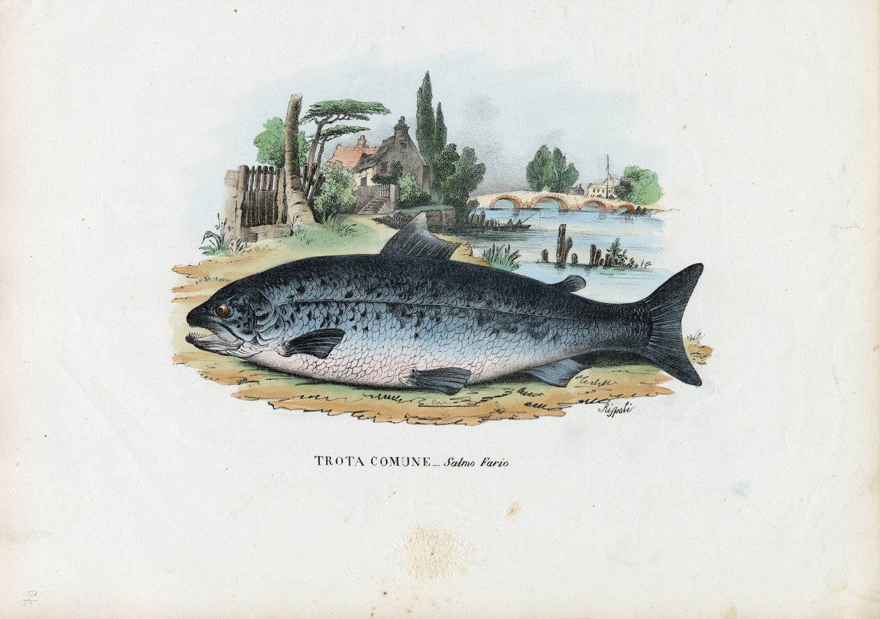 Truta Marrom, 1863-79 de Raimundo Petraroja