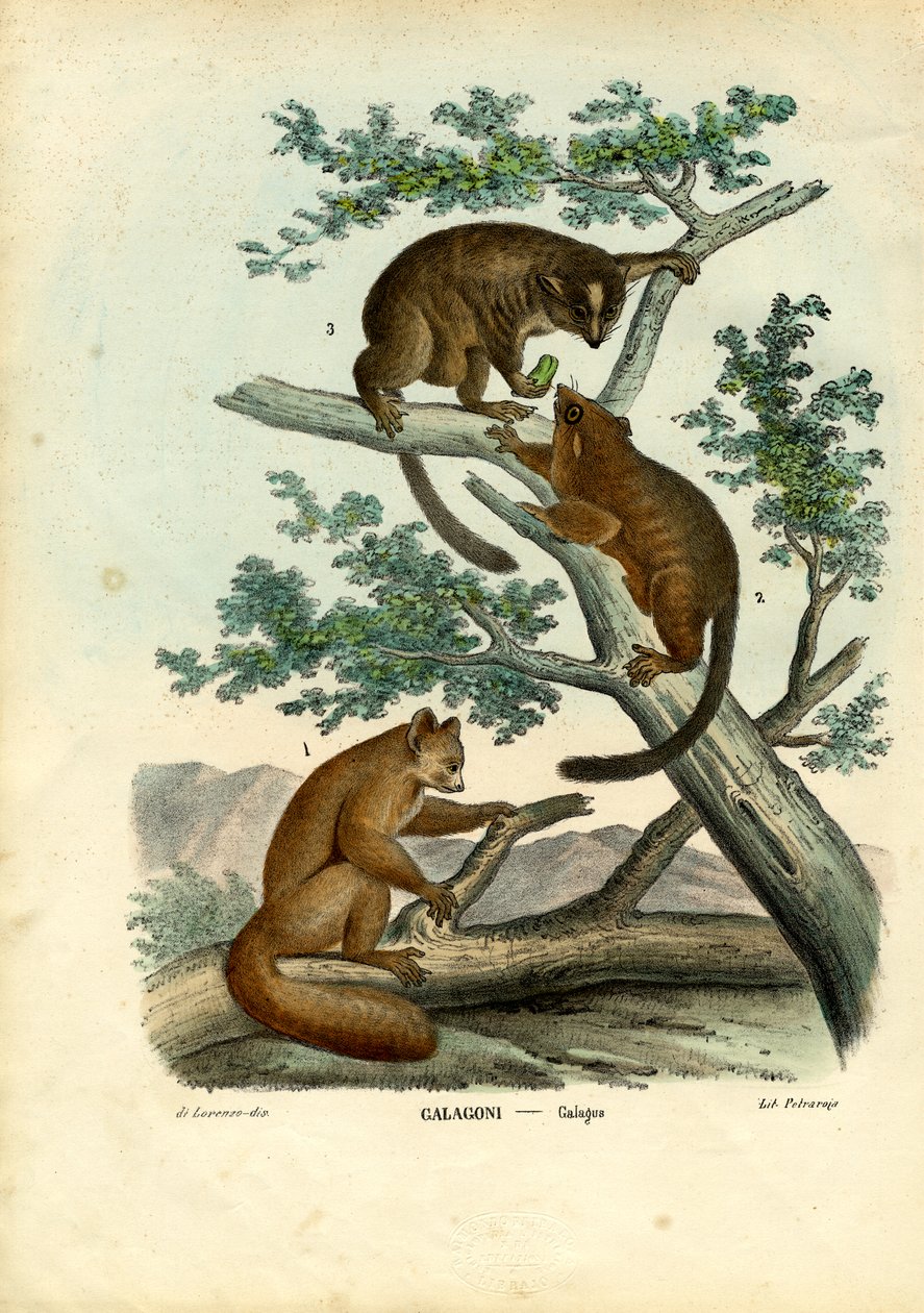 Bushbaby, 1863-79 de Raimundo Petraroja