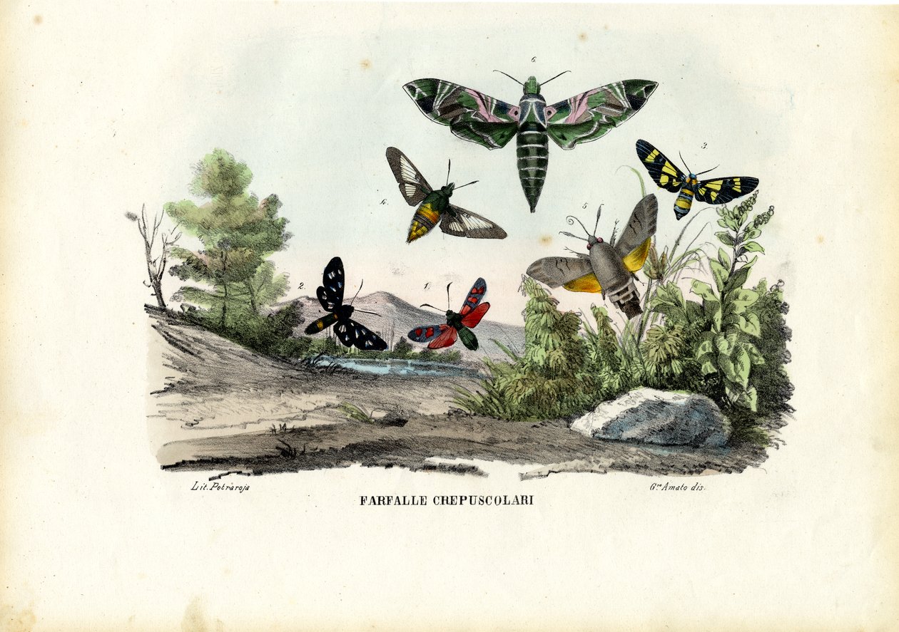 Borboletas, 1863-79 de Raimundo Petraroja