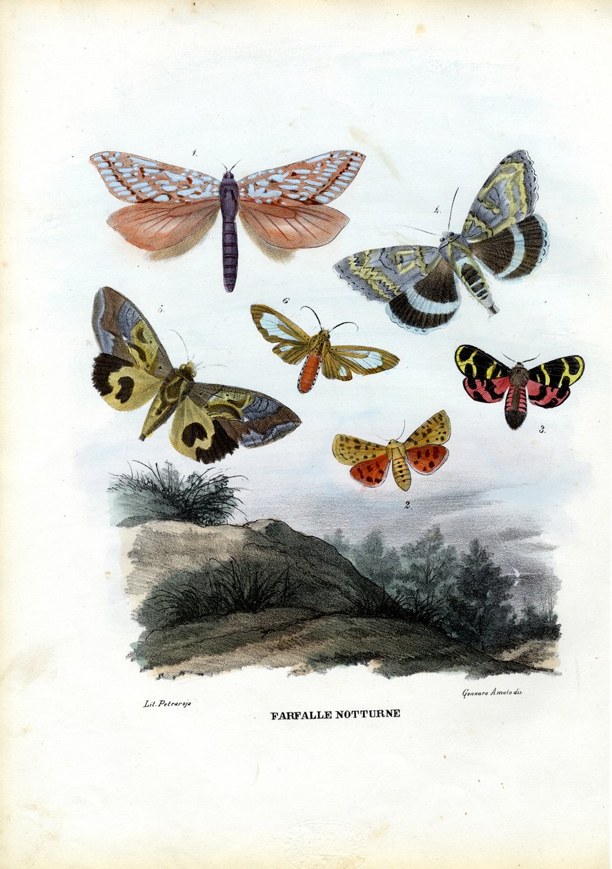 Borboletas, 1863-79 de Raimundo Petraroja