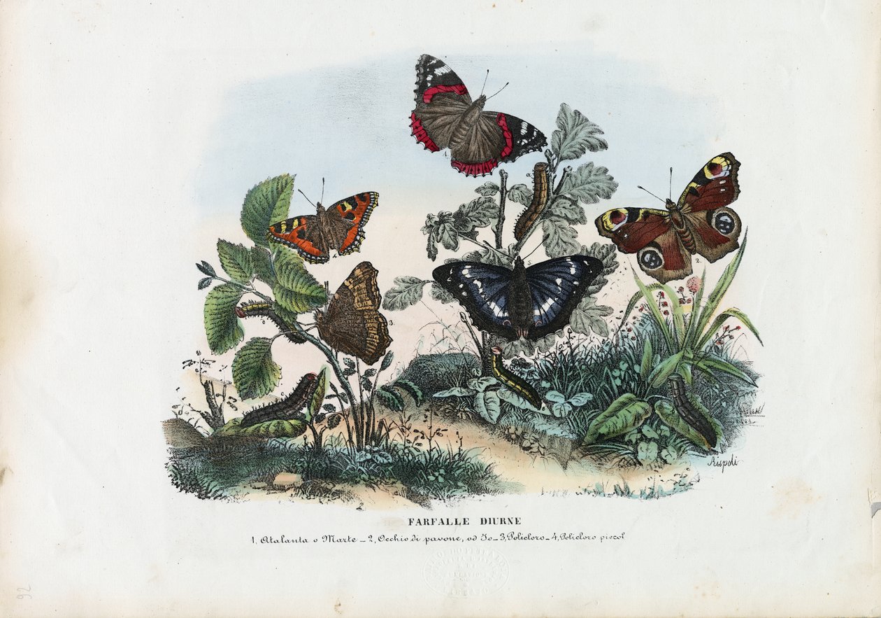 Borboletas, 1863-79 de Raimundo Petraroja